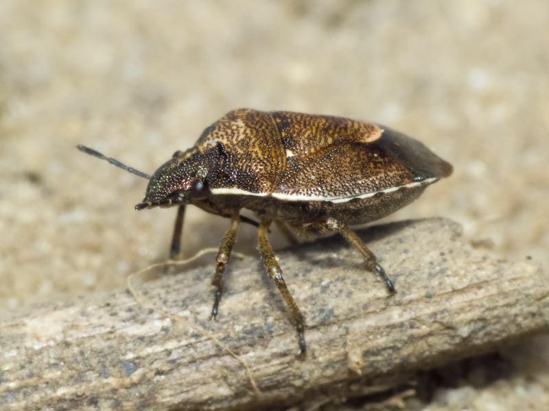 Rubiconia intermedia (Wolff, 1811)